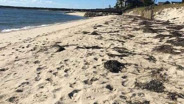 A sandy beach with footprints and seaweed, a clear sky, and a building with a flag in the background. - Lovely Home Minutes from Beach in Chatham! (Chatham)