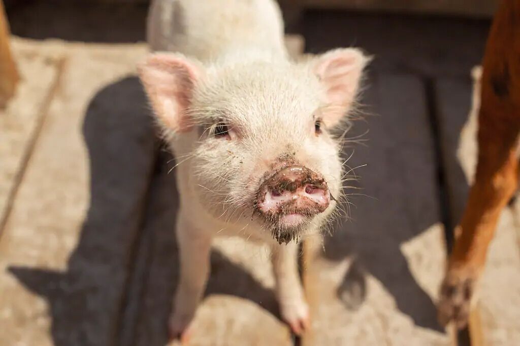 Details aan de binnenkant