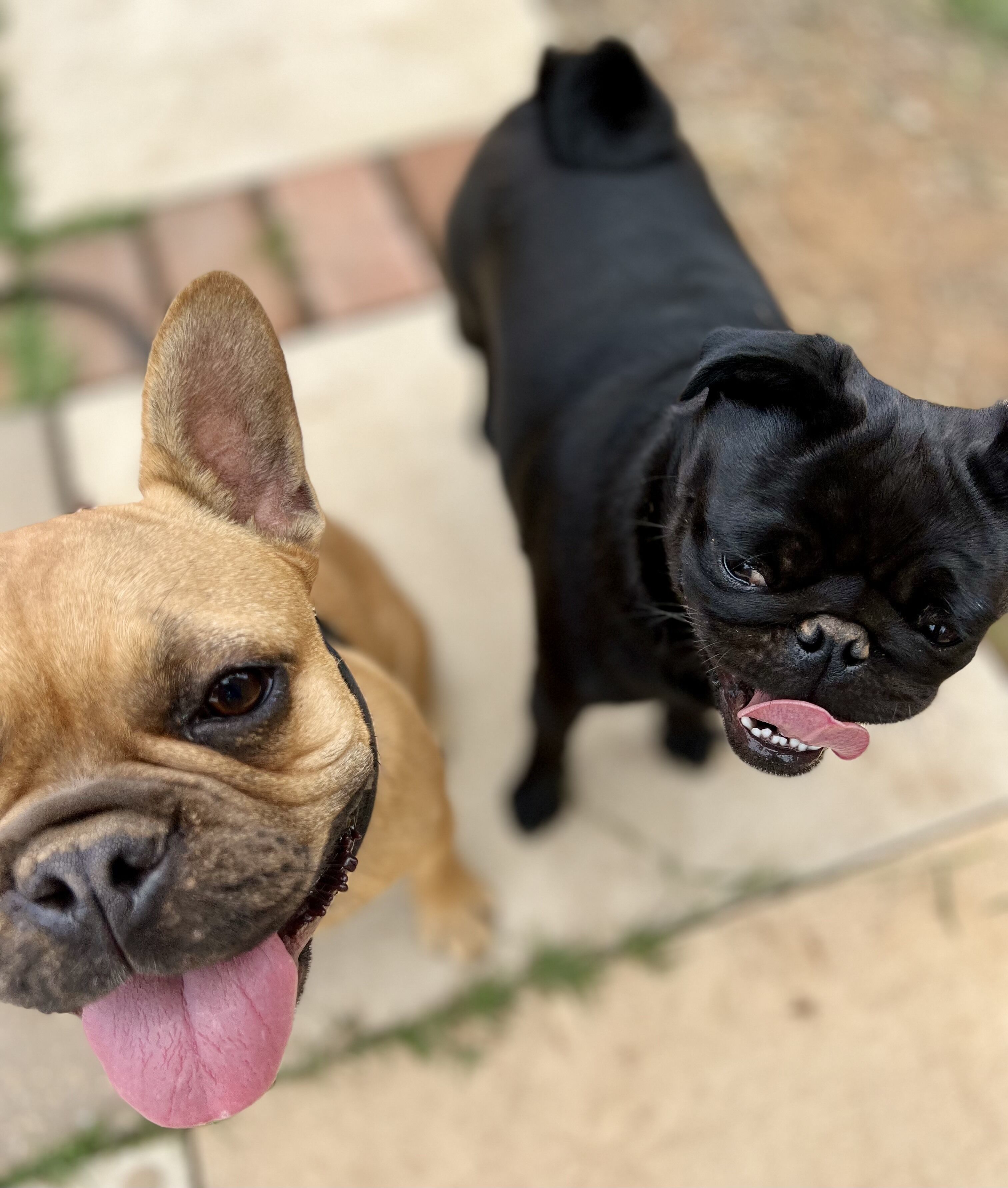 Lemmikkiystävällinen