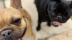 Twee honden, één beige en één zwart, staan op een betegeld oppervlak.