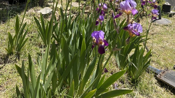 Een tuin met paarse bloemen voor een landelijke gebouw met een metalen dak.