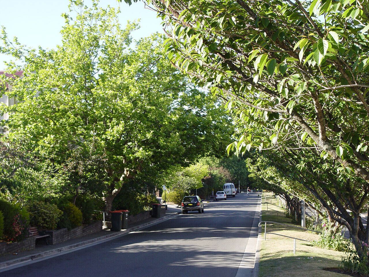 A tree-lined street with parked cars and a clear sky.