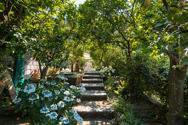 Property grounds - - VILLA FLAVIA apartment (Sant'Agnello)