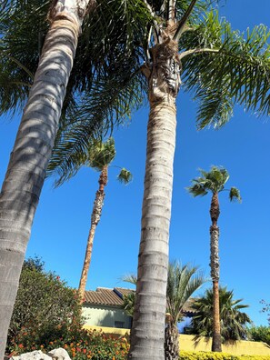Tall palm trees, a clear blue sky, and a building with a tiled roof.