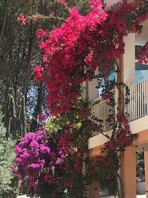 A building with a balcony and a tree with pink flowers.