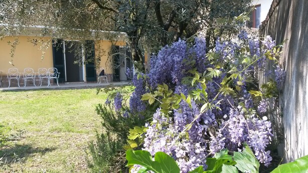 A garden with purple flowers, a lawn, and metal chairs.