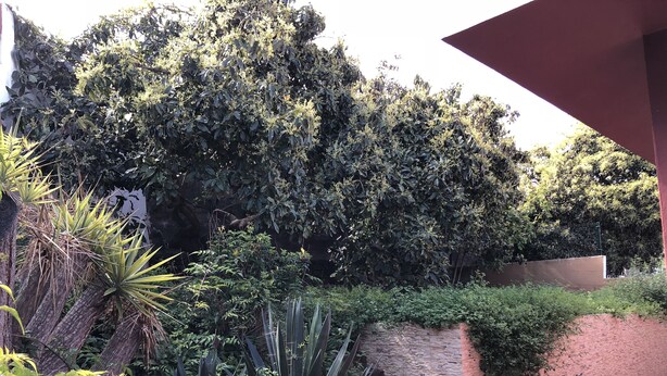 A garden area with various plants and a stone pathway. - Villa with views to the sea and the Teide and the Island of La Palma  (Tenerife)