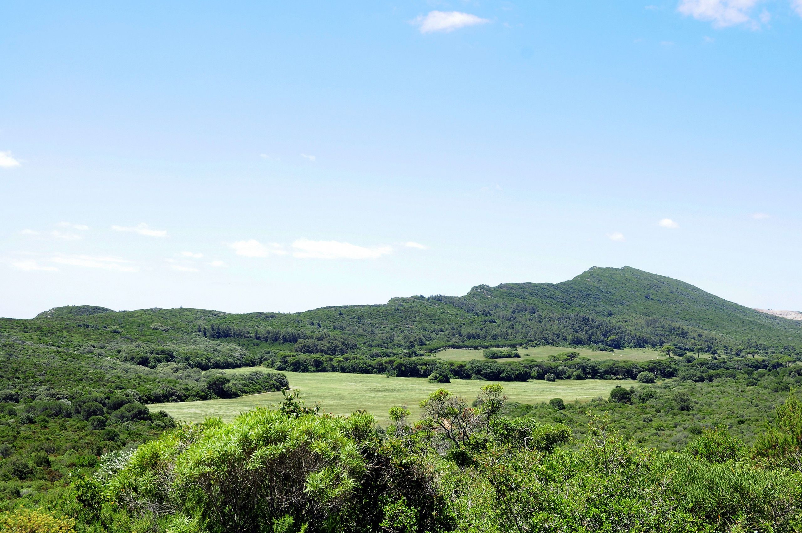 Un paisaje verde exuberante con una colina al fondo.