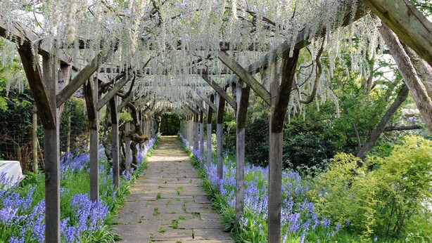 A stone pathway flanked by wooden pergolas with hanging white flowers, leading through a garden with purple flowers.