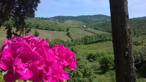Eine Weinlandschaft mit sanften Hügeln und einem Haus in der Ferne.