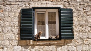 A window with black shutters, a lace curtain, and a cat sitting on the ledge. - Buena Vista Apartment Vintage View (Vis)