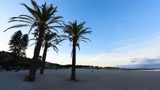 Ein Strand mit Palmen und blauem Himmel.