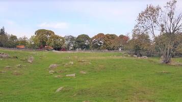 A grassy field with scattered rocks and trees in the background.
