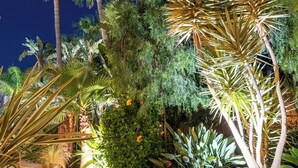 A nighttime garden with palm trees and a paved walkway.