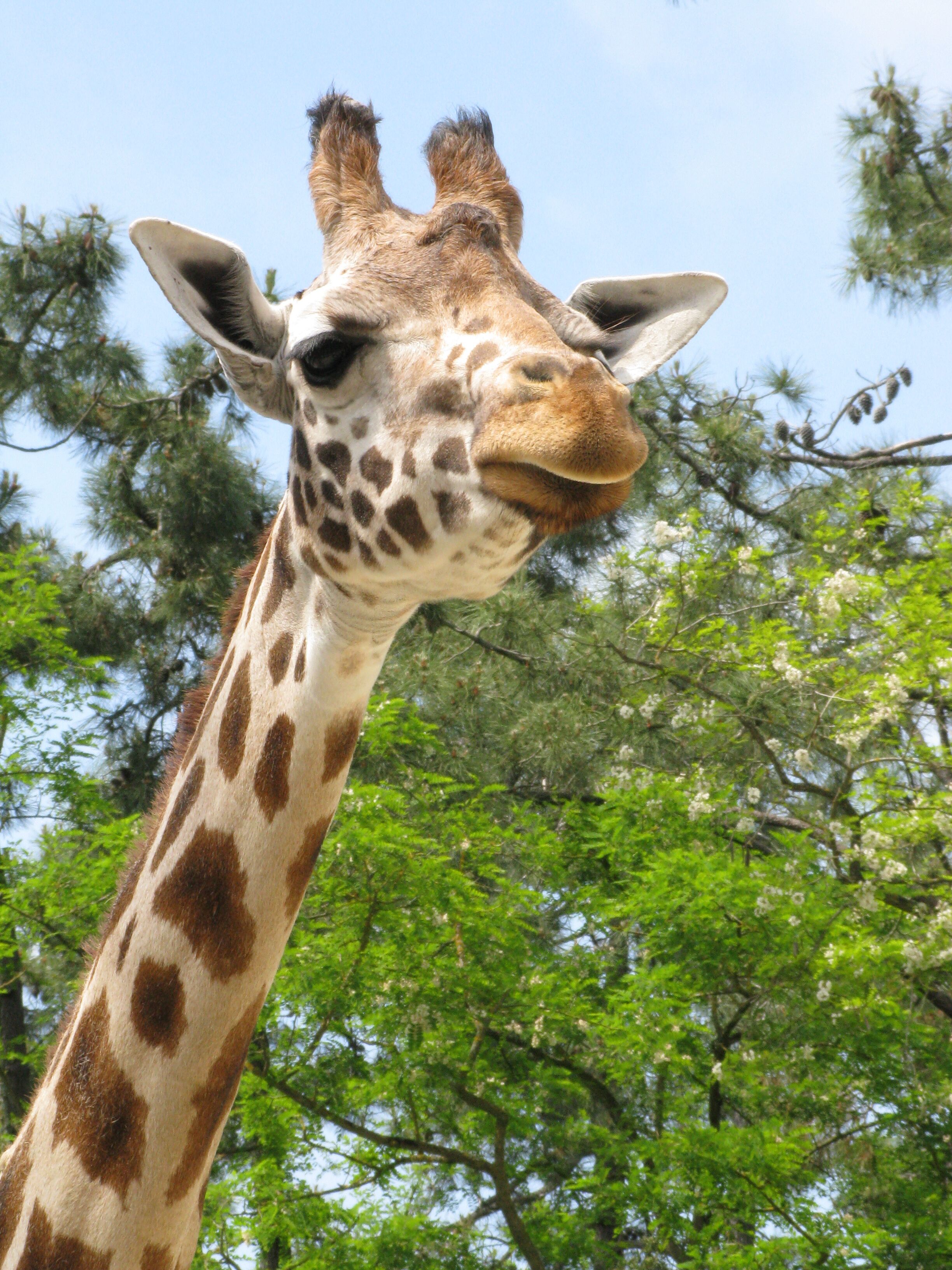 Une girafe dont on peut clairement distinguer le motif de sa peau et la longueur de son cou.