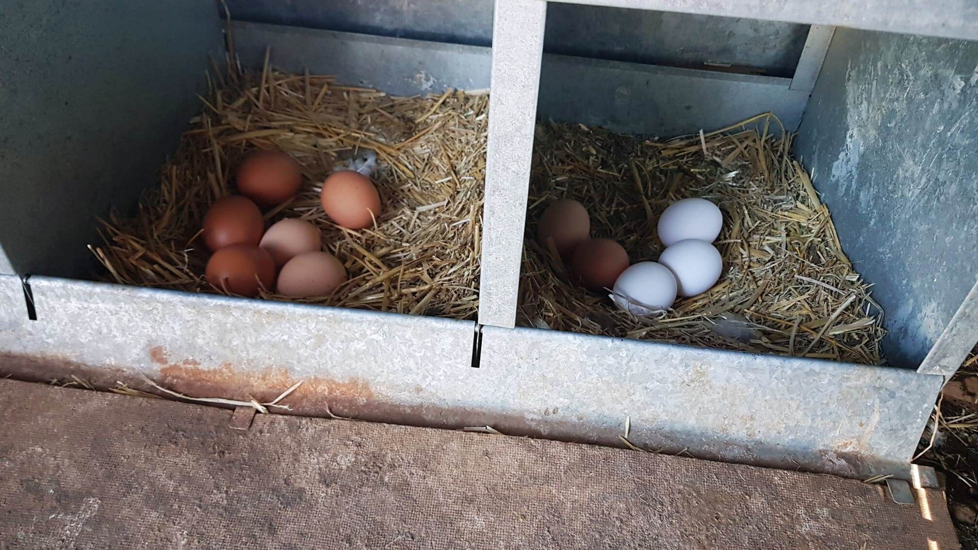 A chicken coop with two nesting boxes filled with straw and eggs.