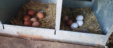 A chicken coop with two nesting boxes filled with straw and eggs.