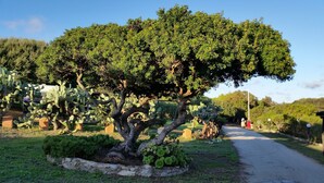 A garden with a large tree, cacti, and a paved path.