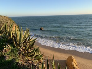 A beach with aloe plants and a sandy shore.