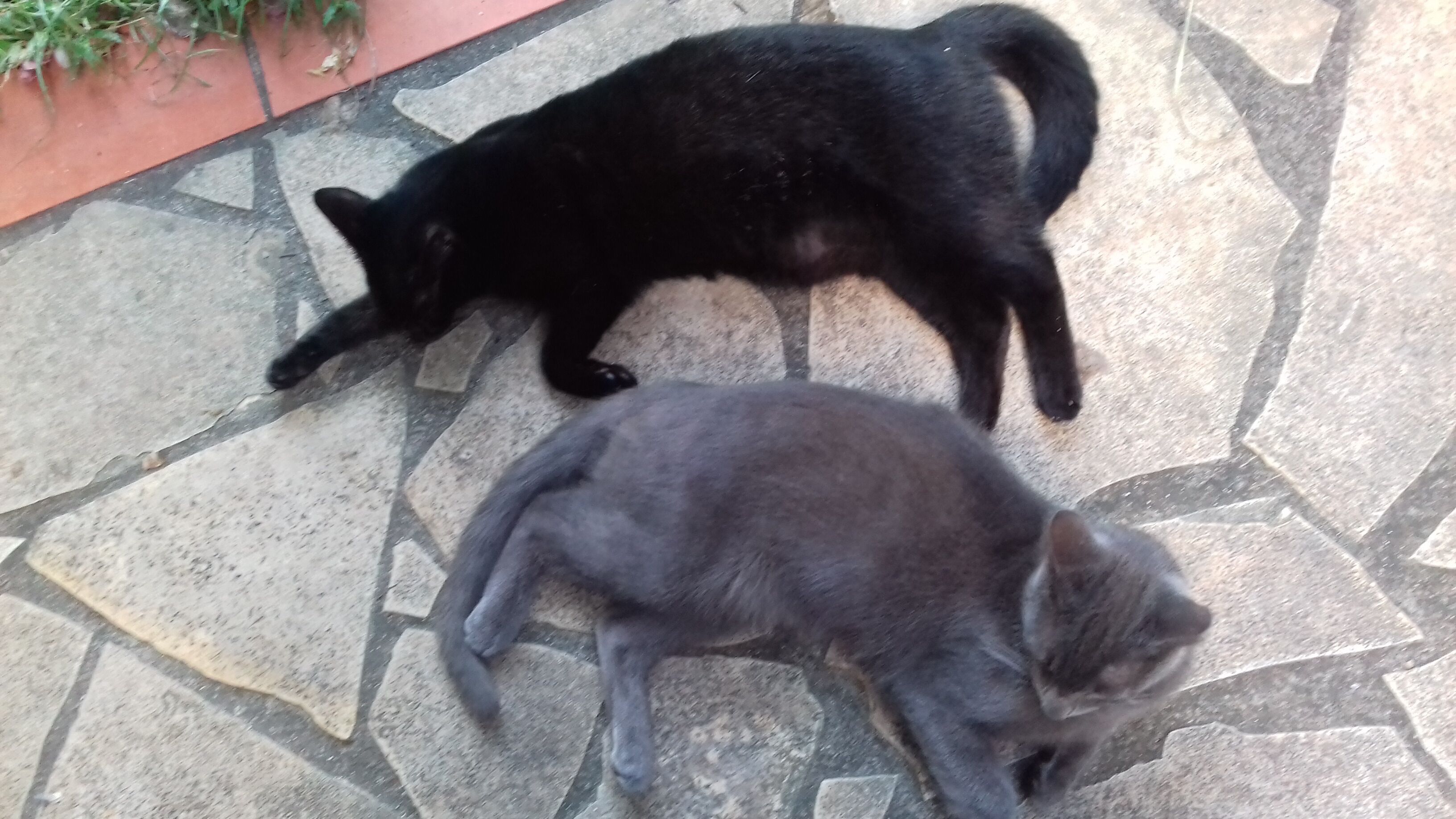 Twee katten op een vloer met stenen tegels.