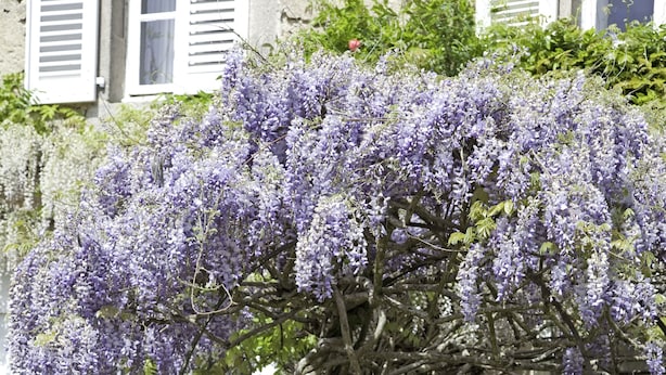 Un árbol con flores moradas frente a un edificio con contraventanas blancas.