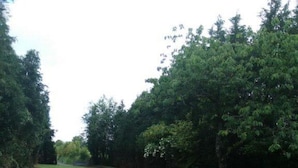 A paved pathway curving through a park with dense trees on both sides. - Very quiet family holiday home (Isigny-le-Buat)