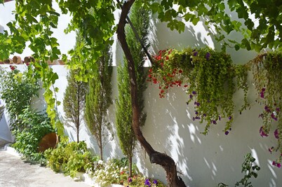 VTR THE OLD VINE. IN THE SIERRA DE SEGURA- CAZORLA NATURAL PARK