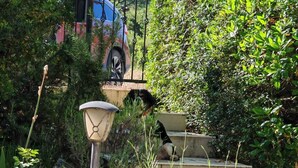 Um jardim com um candeeiro de pedra, plantas em vasos e um cão nos degraus.