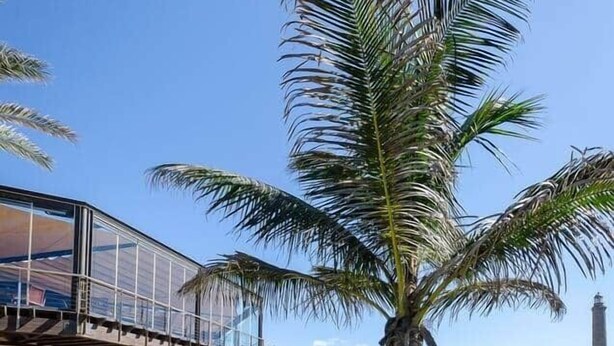 Un edificio moderno con fachada de vidrio, palmeras y un cielo azul despejado.