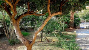 Un sentier bordé d’arbres, avec une porte en métal et une zone pavée.