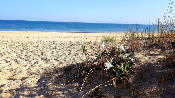 Une plage de sable avec une végétation clairsemée et une vue dégagée sur l’océan.