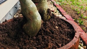 A row of potted plants with a variety of tree shapes and sizes, placed along a pathway with a brick border. - Heritage Bungalow in Changanassery  (Changanassery)