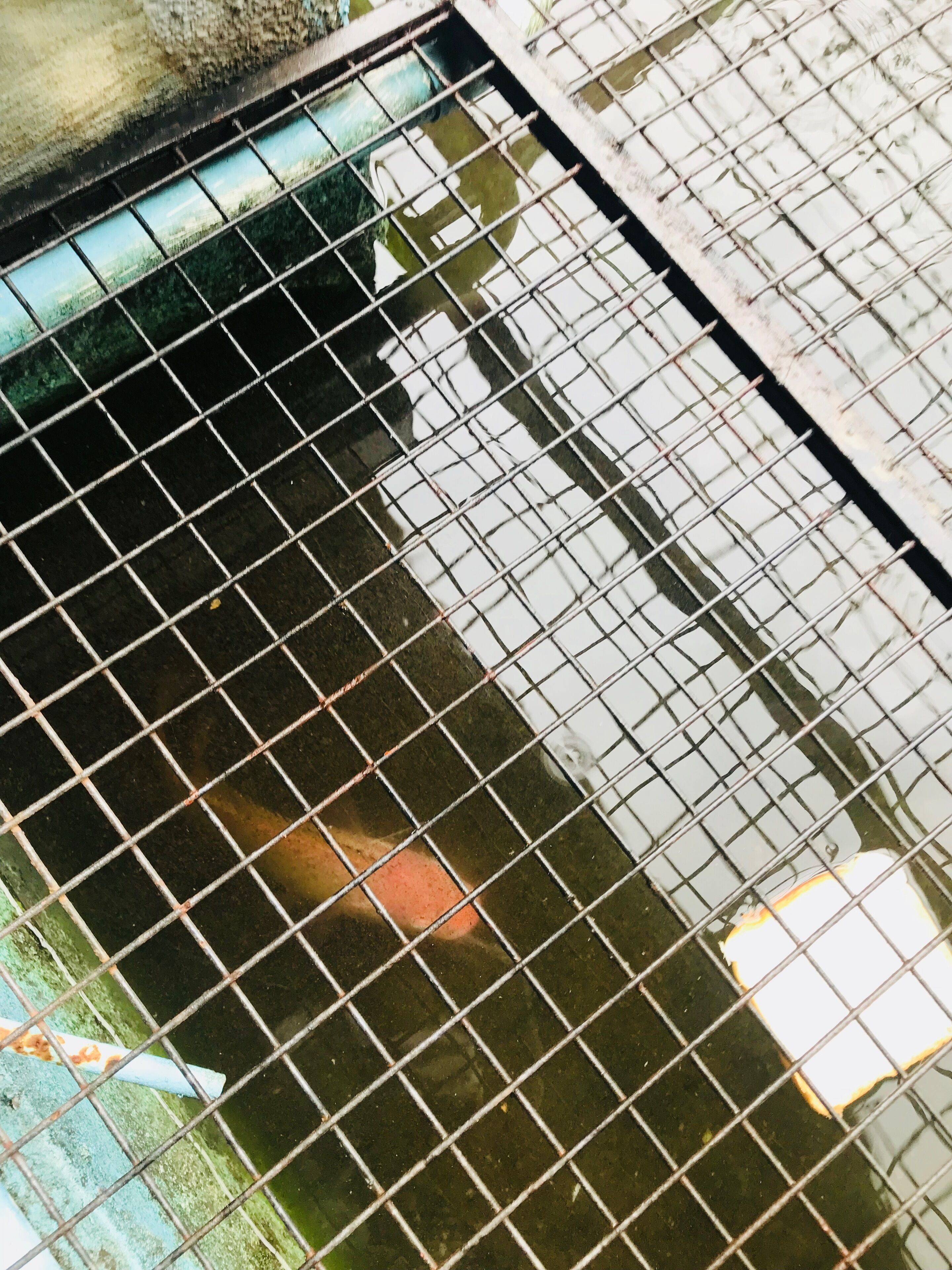 A close-up of a metal grid over water, reflecting a blurred background.