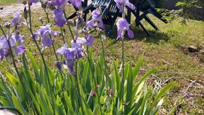 Un jardin avec des fleurs violettes et une maison en arrière-plan.