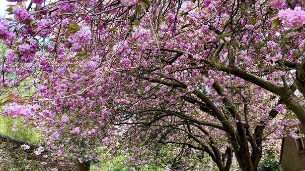 A pathway lined with cherry blossoms, flanked by stone walls and a grassy area. - Central Apartment Linlithgow, near Edinburgh (Linlithgow)