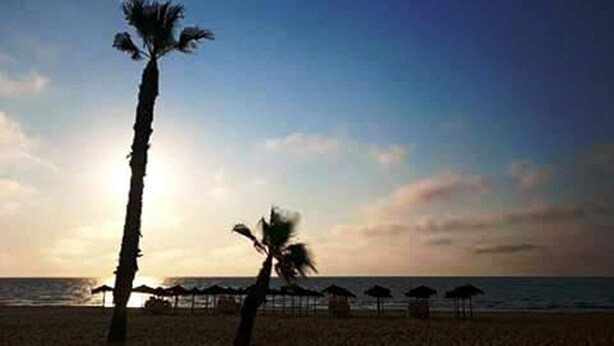 Ein Strand mit Palmen und Strandhütten.