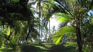 Un jardín exuberante con palmeras y césped.