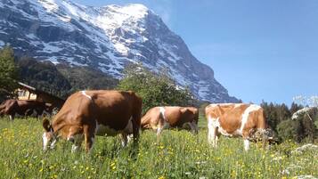 Un paysage montagneux où l’on voit des vaches paître dans un champ de fleurs sauvages.