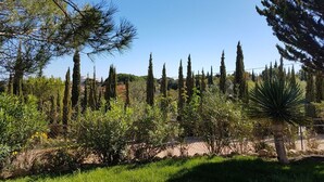 Ein Garten mit verschiedenen Bäumen und Sträuchern, darunter hohe Zypressen und eine Palme.