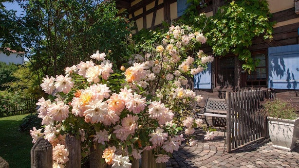 Een tuin met bloeiende bloemen voor een traditioneel gebouw, voorzien van een houten hek en een bank.