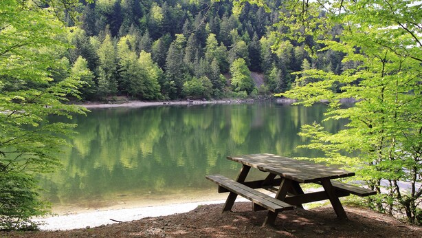 Una mesa de picnic junto a un lago tranquilo rodeado de un bosque denso.