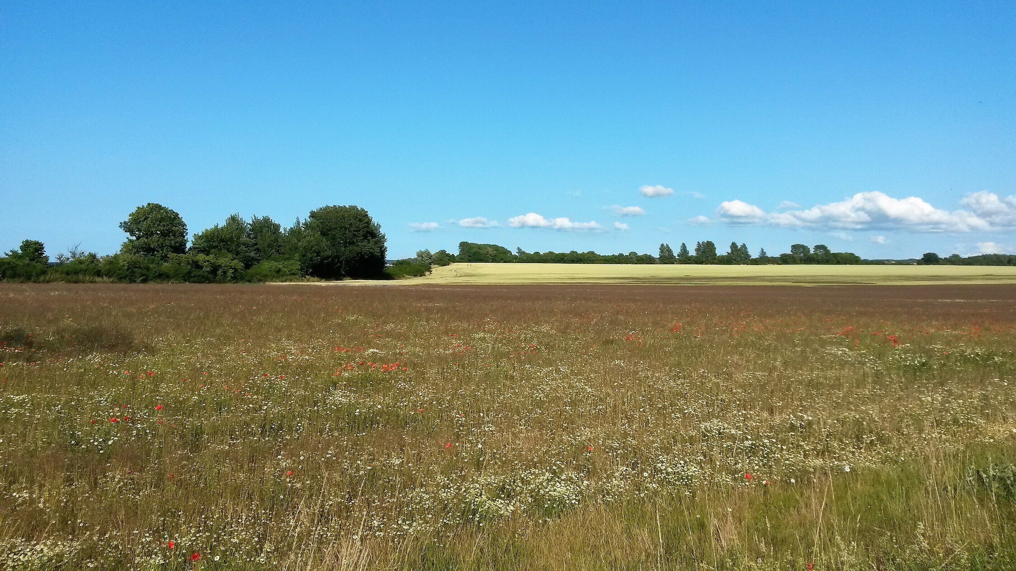 A wide-open field with a variety of wildflowers and trees in the background.