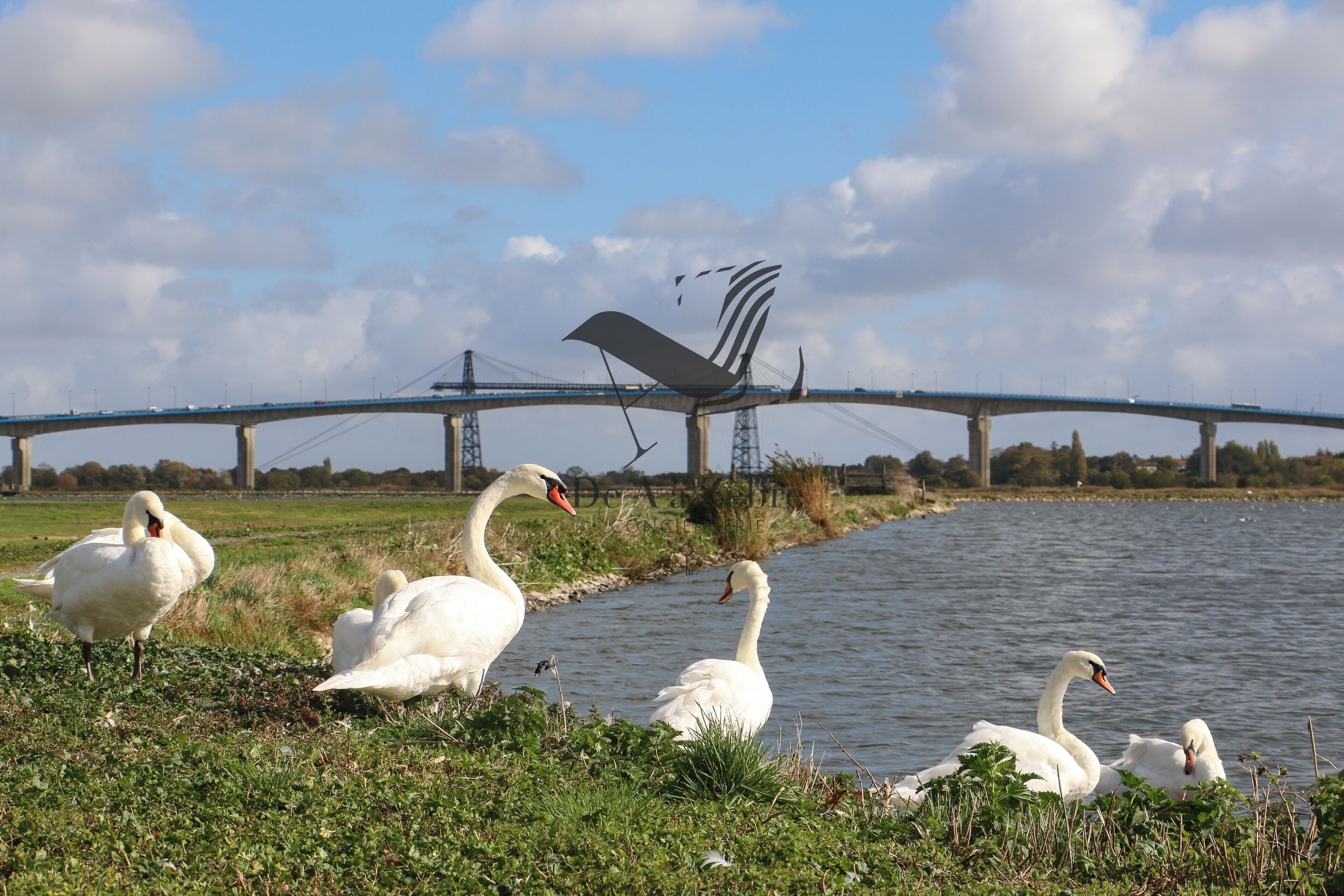 Zwanen bij een rivier met een brug op de achtergrond.