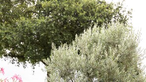 Two green lawn chairs in a grassy area with trees and flowers. - SMALL RELAXATION CORNER (Seyresse)