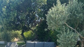 Un espacio al aire libre con una sofá curvo y sillas, rodeado de follaje y árboles.