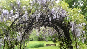 Un jardín con un arco de madera cubierto de flores blancas, rodeado de césped verde y árboles.