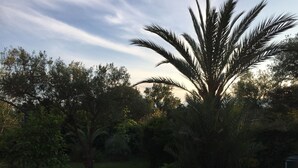 A garden with various plants and trees, including a prominent palm tree. - Mare è Monte 4,5 km from the sea. Ideal for touring Corsica (Ghisonaccia)