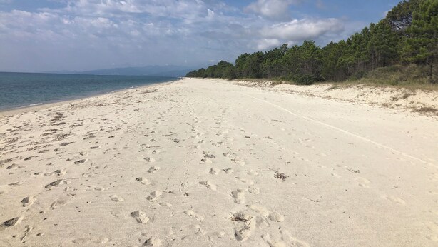 A wide sandy beach with footprints, a clear sky, and a forested area in the background. - Mare è Monte 4,5 km from the sea. Ideal for touring Corsica (Ghisonaccia)
