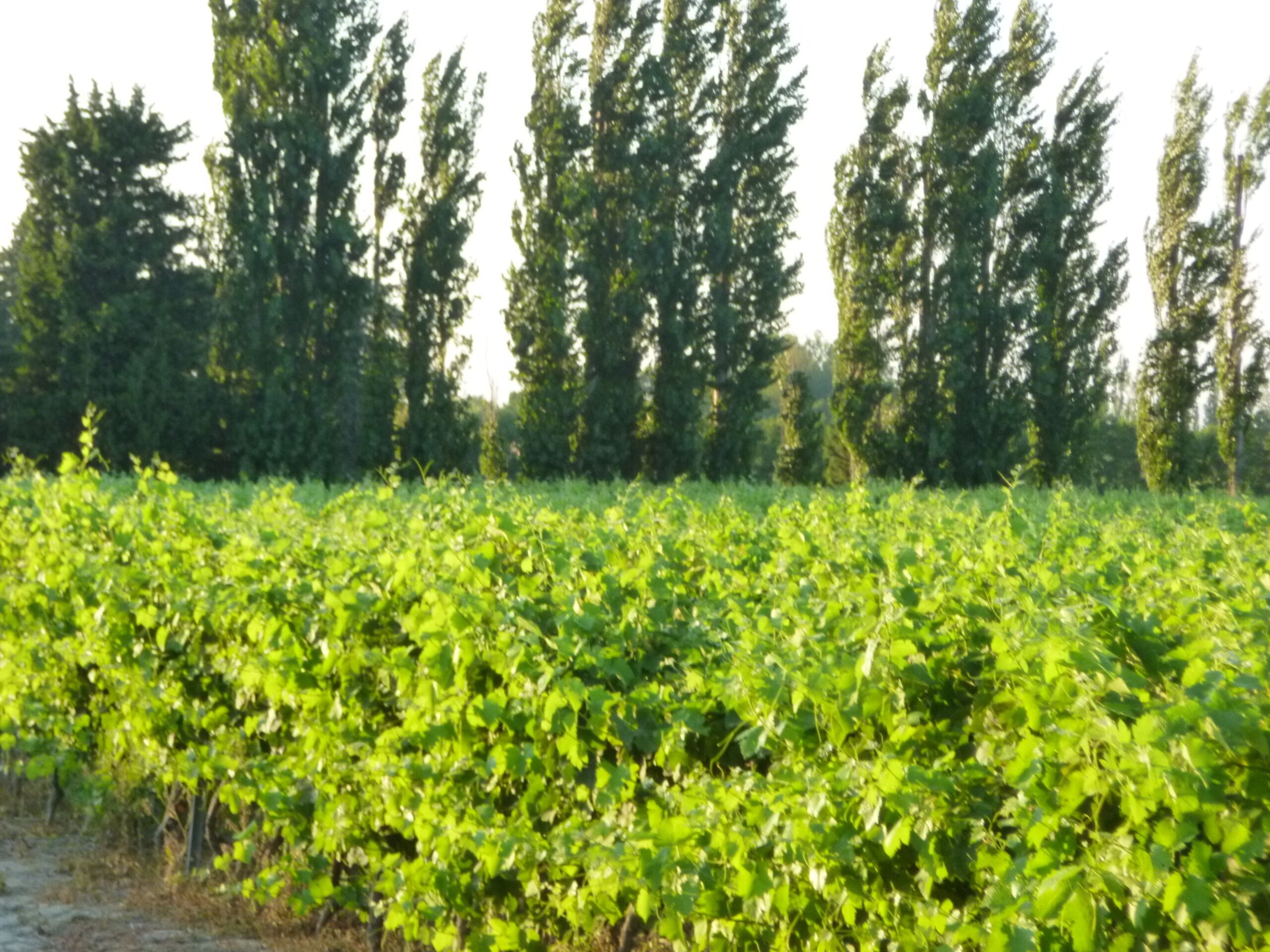 Een veld met groene gewassen en hoge bomen op de achtergrond.