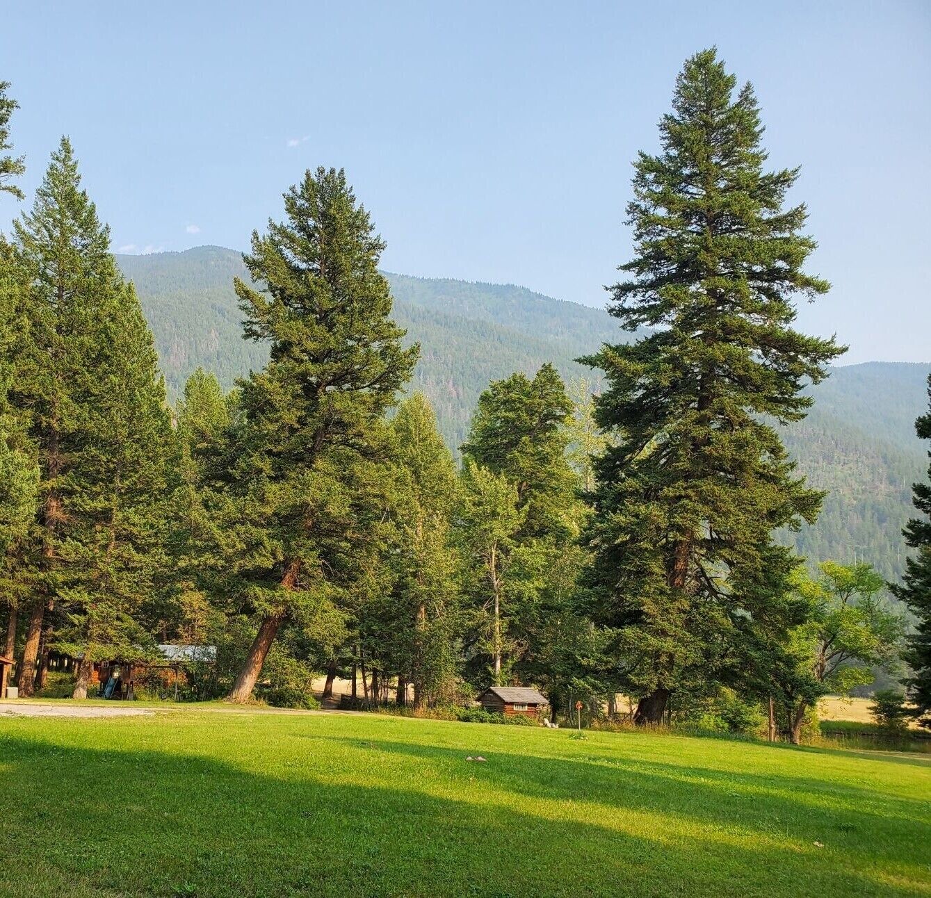 A grassy field with tall pine trees and a mountain in the background.